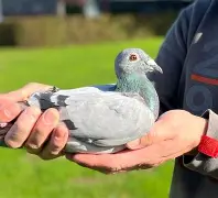 沙巴体育官网入口-关于拉斯帕尔马斯中超顶级帽子戏法，球队主场大胜的信息